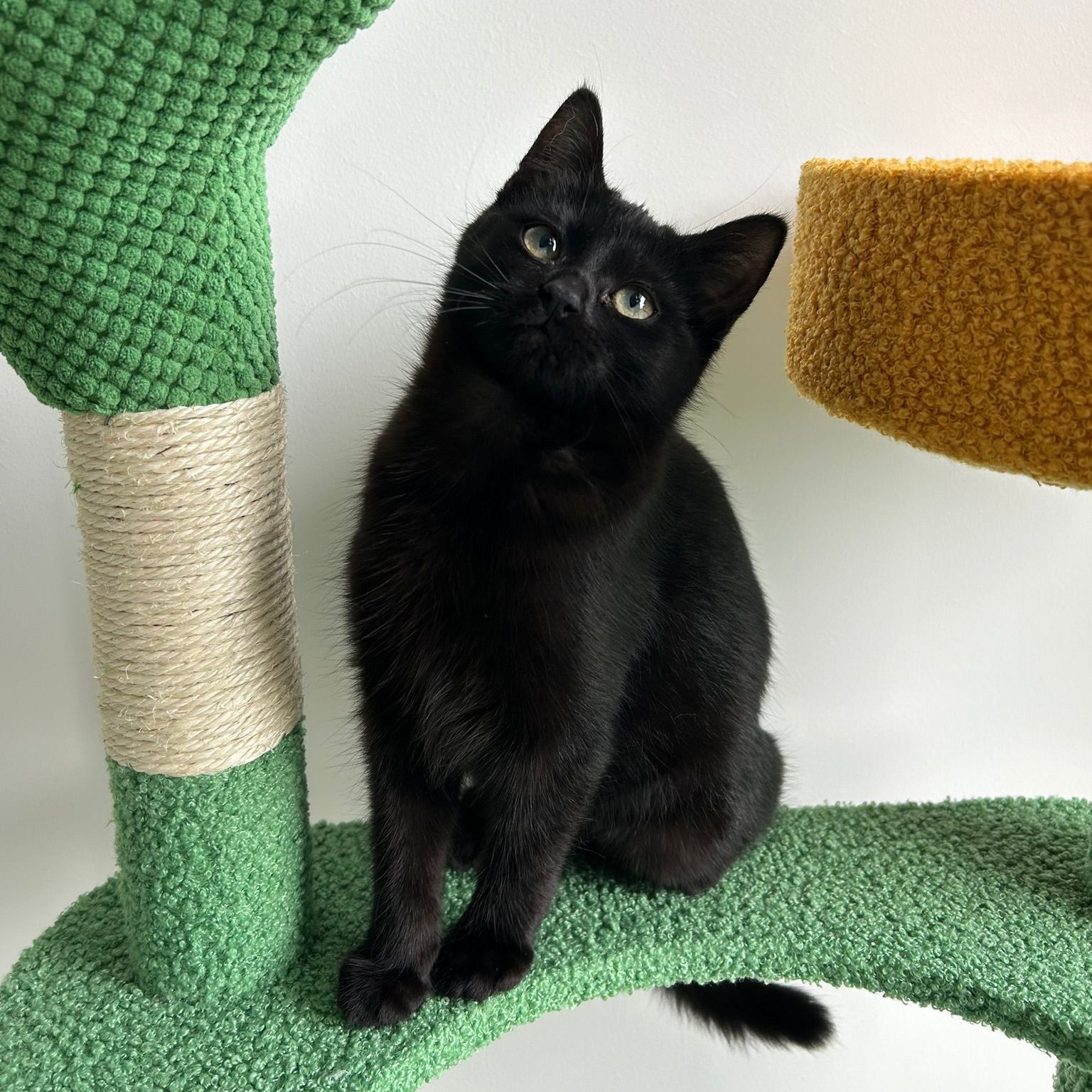 dollar-handle image 4